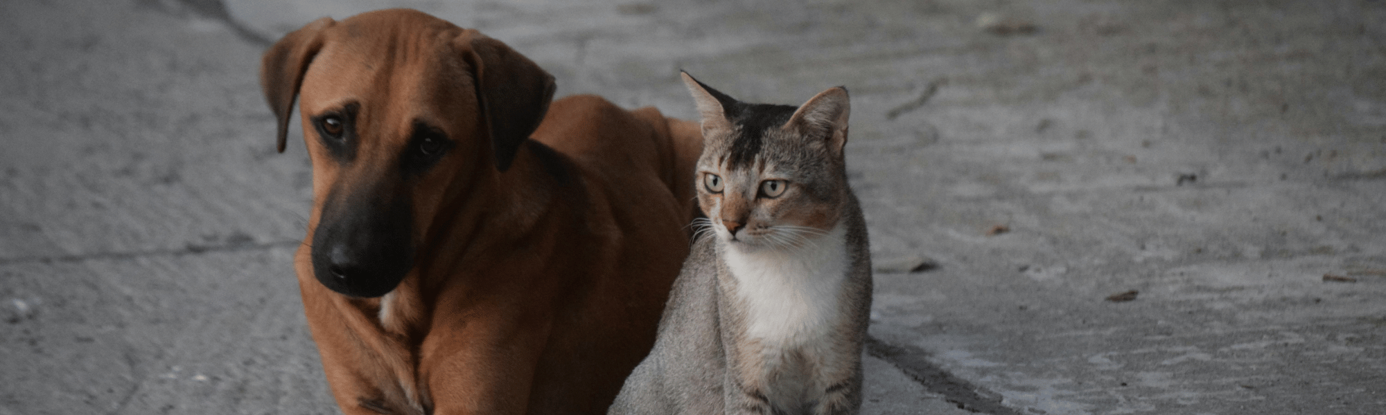 Pets