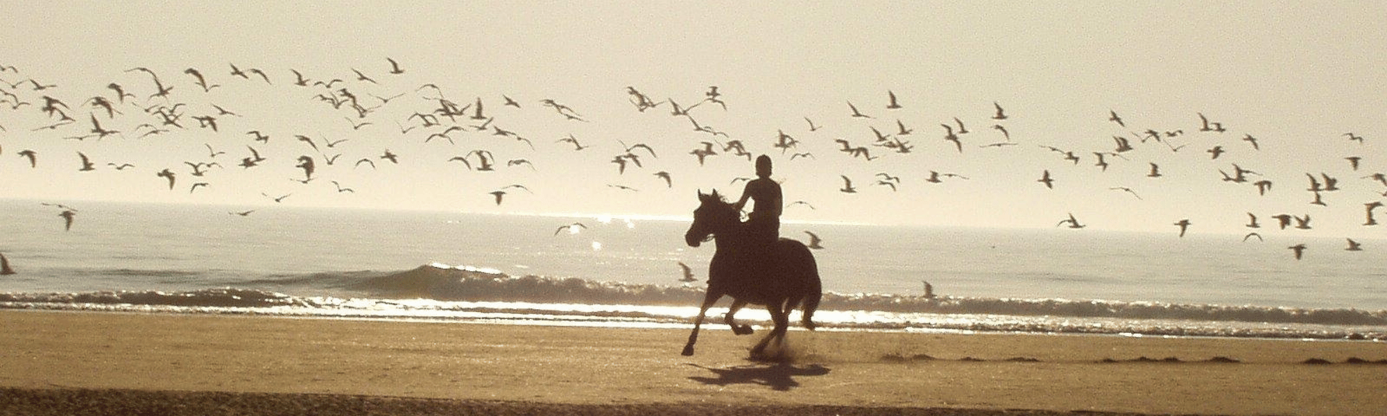 Horse Riding Travel Insurance